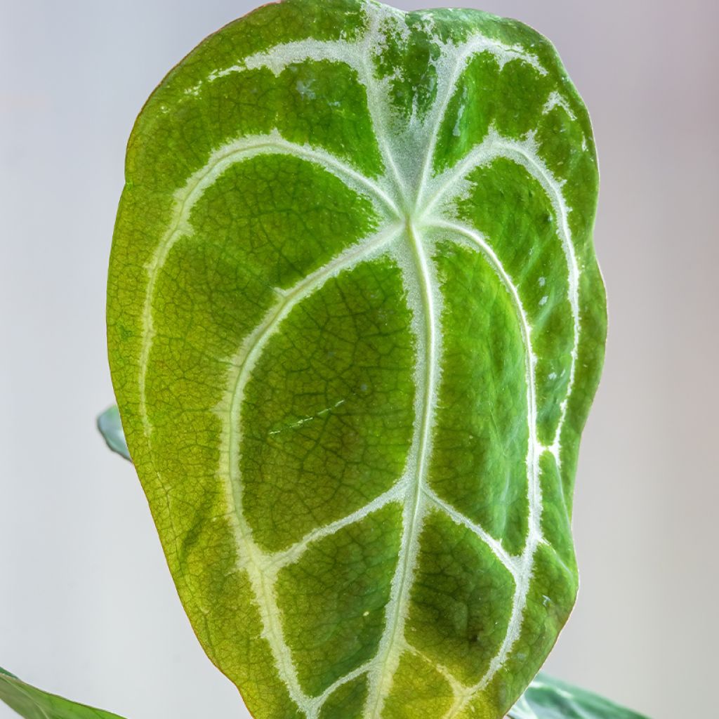 Anthurium forgetii - Anturio
