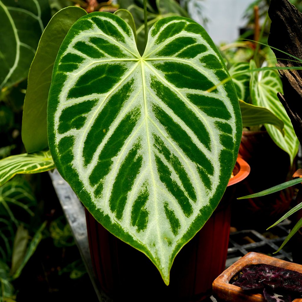 Anthurium Crystal Hope - Anturio