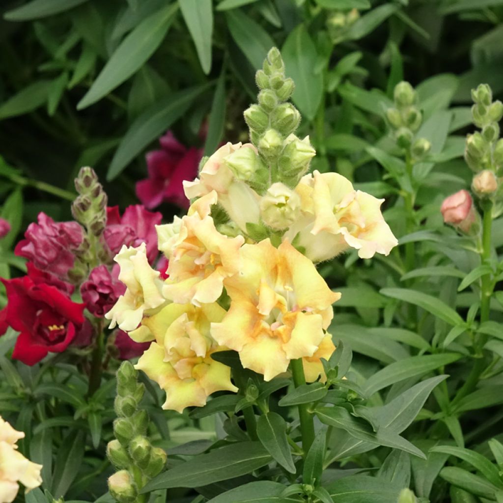 Antirrhinum Sweet Duet Citrus