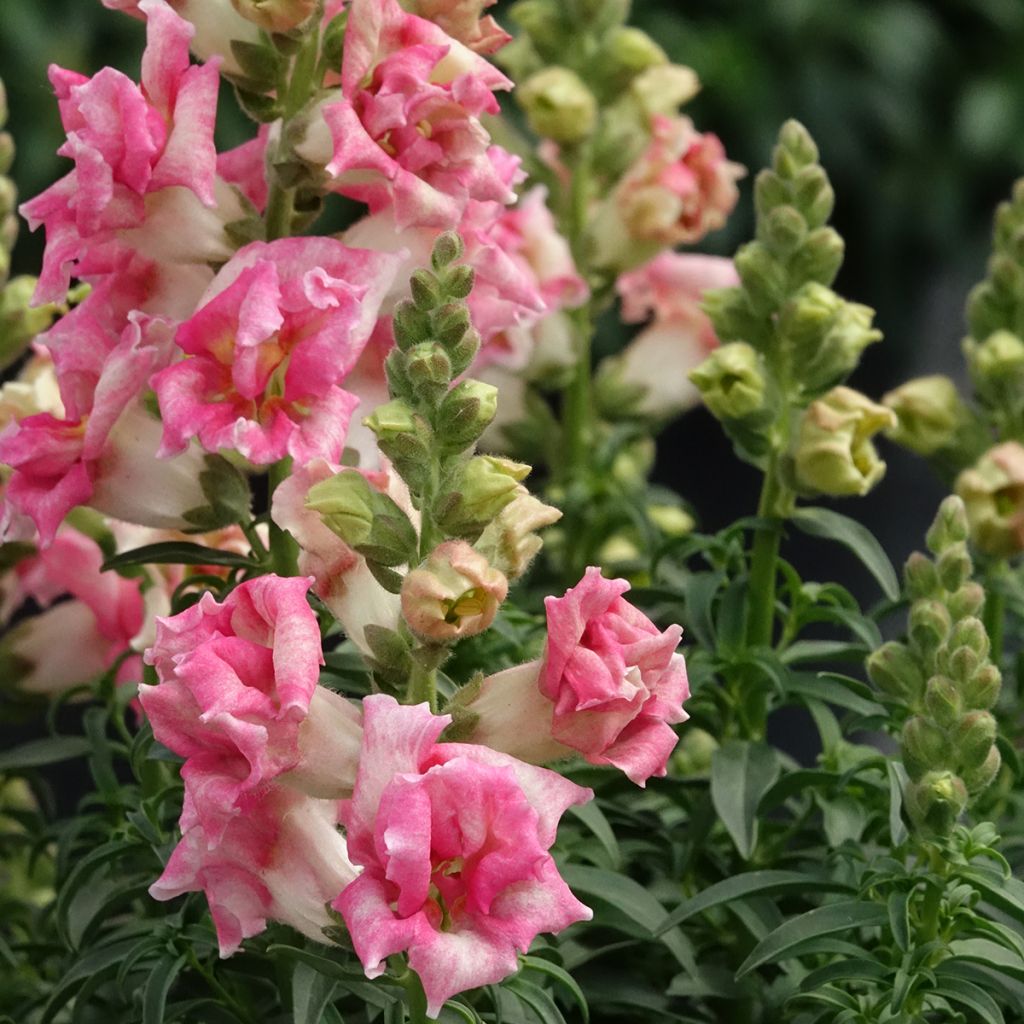Antirrhinum Sweet Duet Appleblossom
