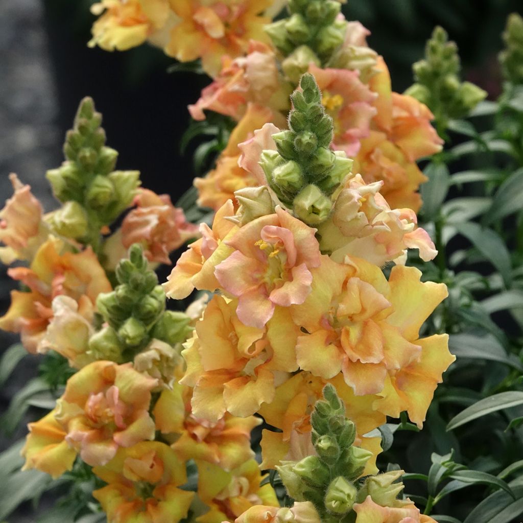 Antirrhinum Sweet Duet Citrus