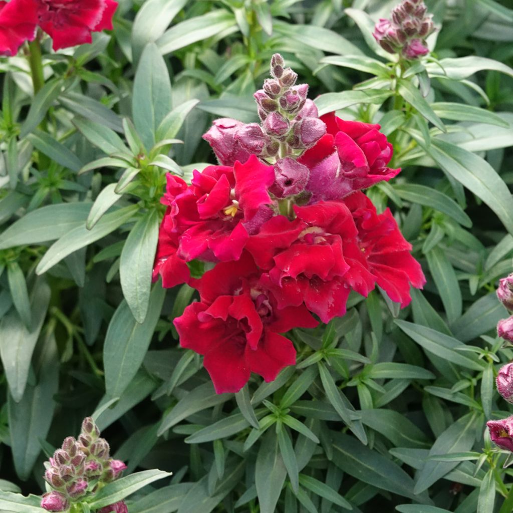 Antirrhinum Sweet Duet Deep Red