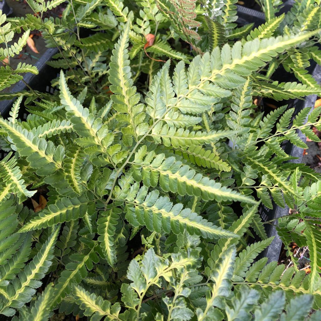 Arachniodes simplicior - Helecho