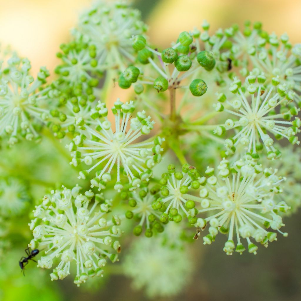 Arbol de angélica japonés - Aralia cordata Sun King