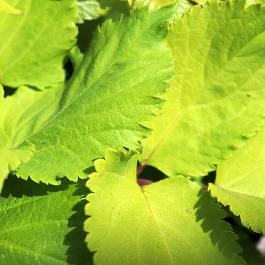 Arbol de angélica japonés - Aralia cordata Sun King
