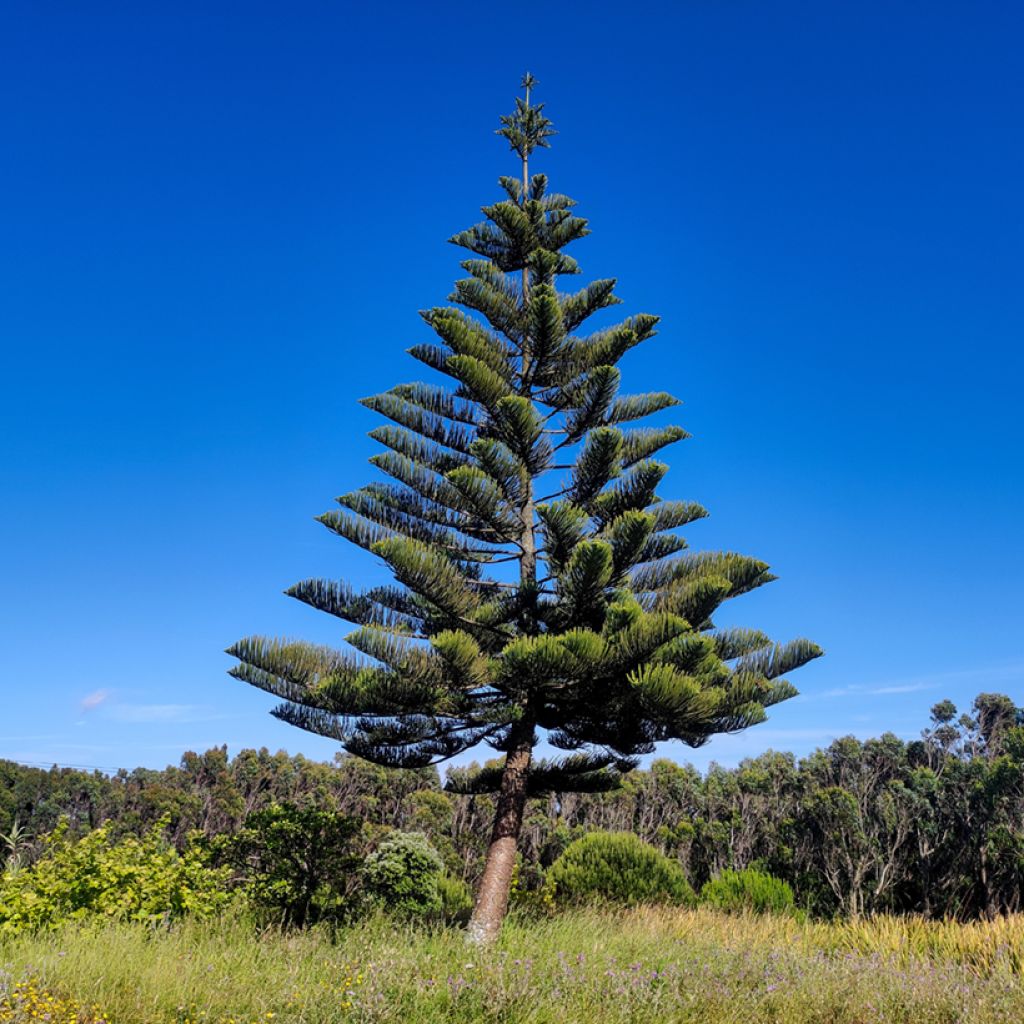 Araucaria heterophylla - Pino de la isla Norfolk