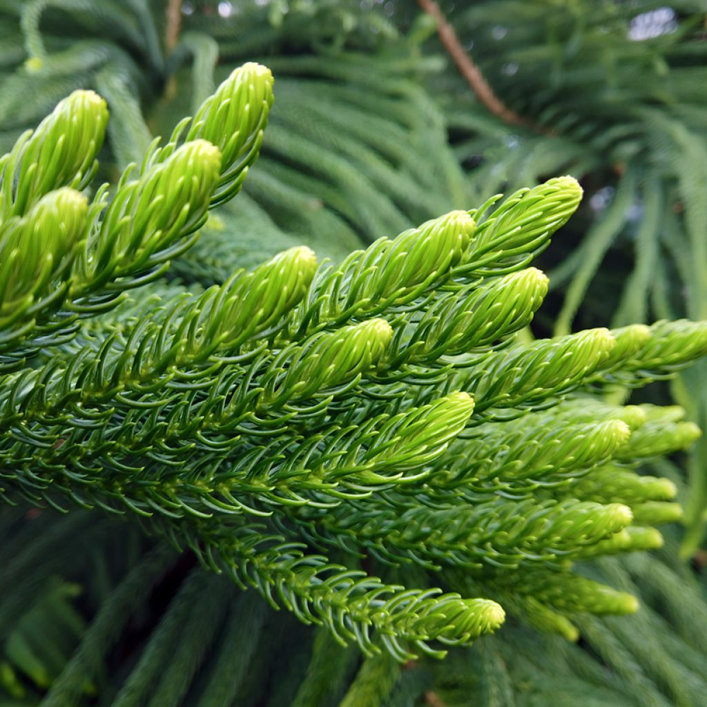Araucaria heterophylla - Pino de la isla Norfolk