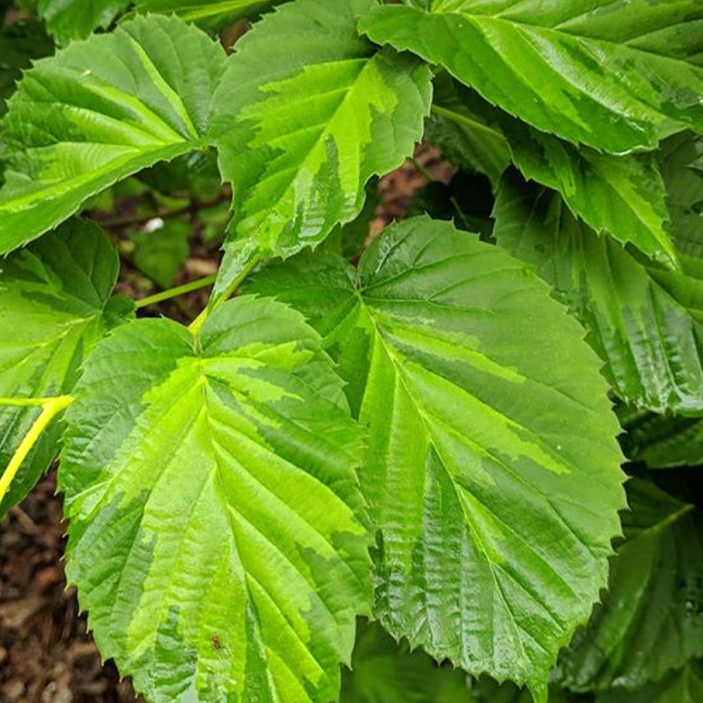 Davidia involucrata Lady Dahlia