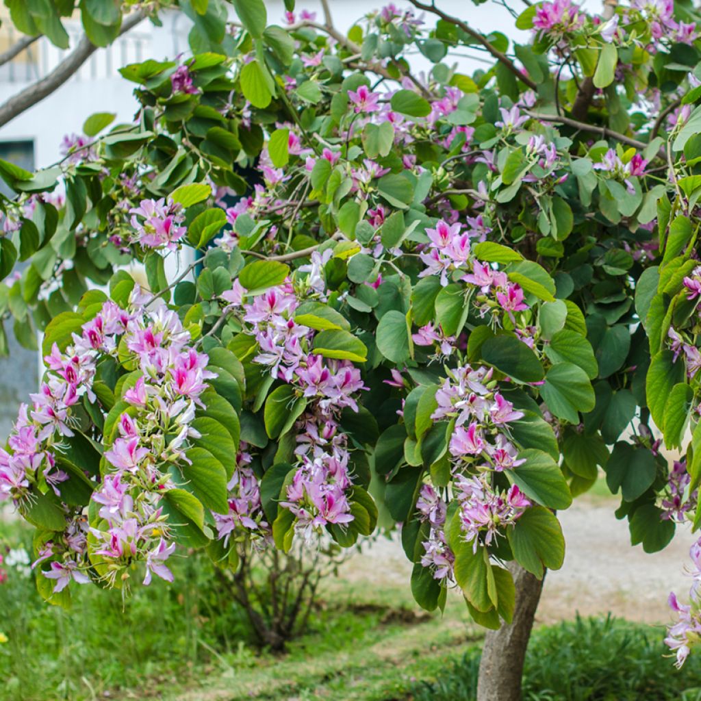 Bauhinia variegata - Pata de vaca