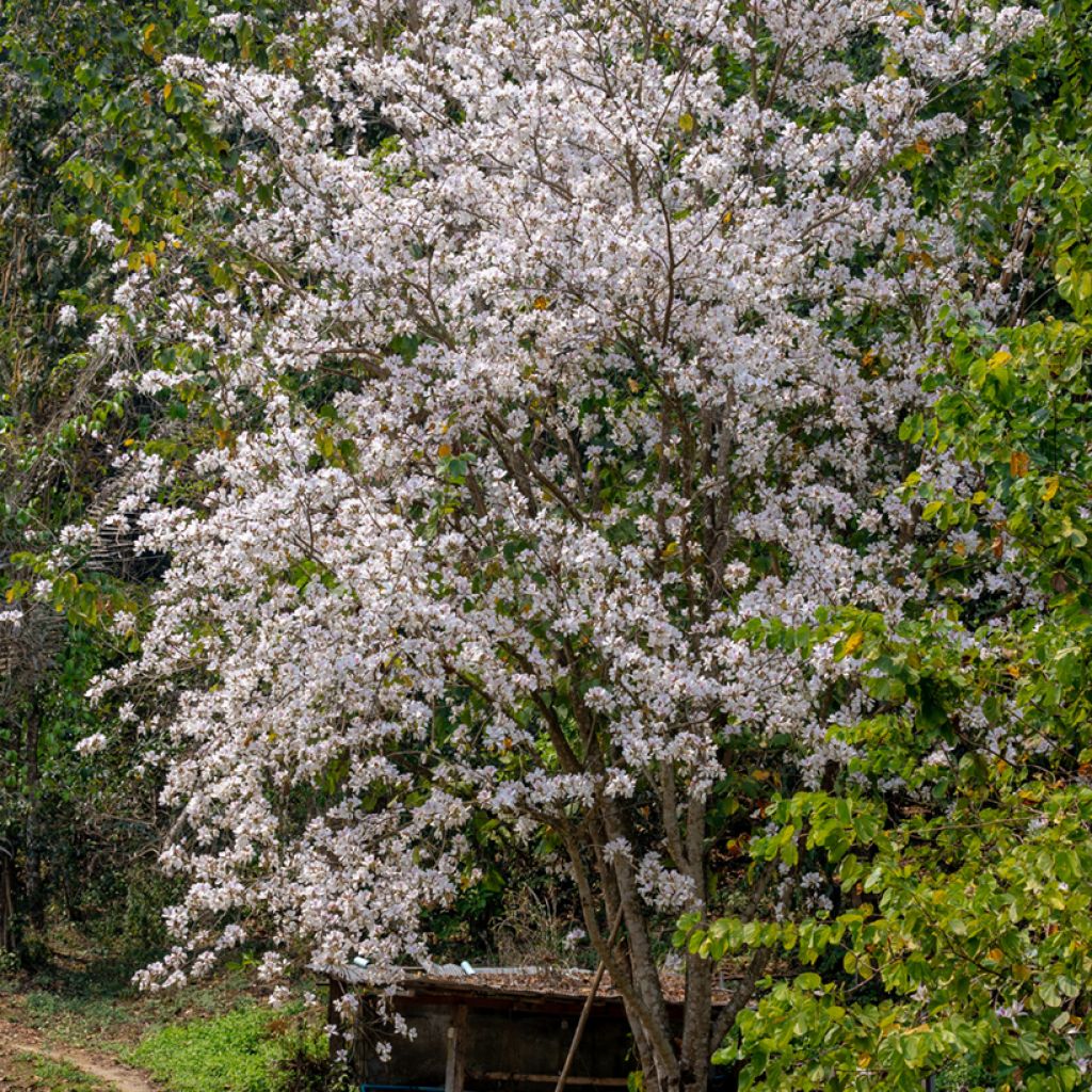 Bauhinia variegata - Pata de vaca