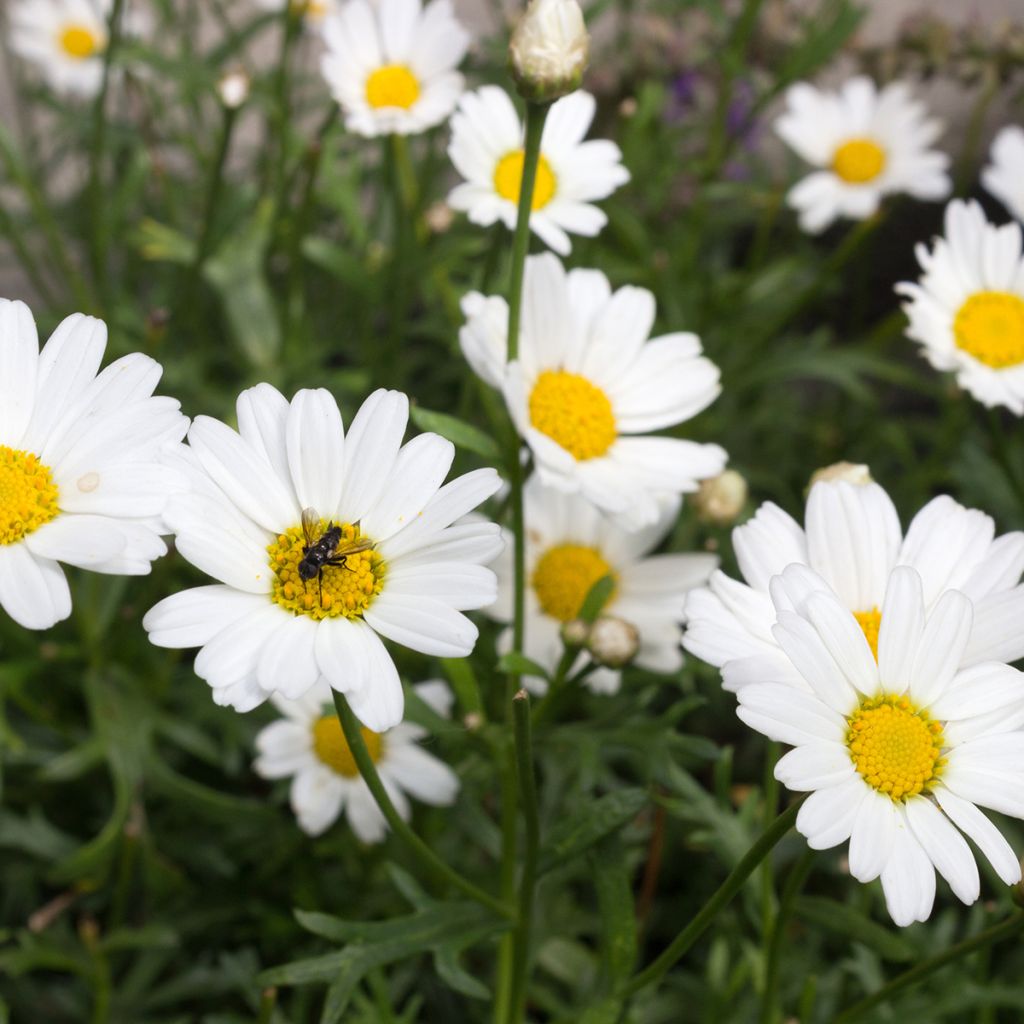 Argyranthemum Everest White