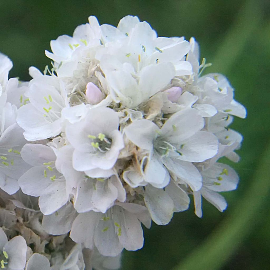 Clavelina del mar blanca - Armeria maritima Alba