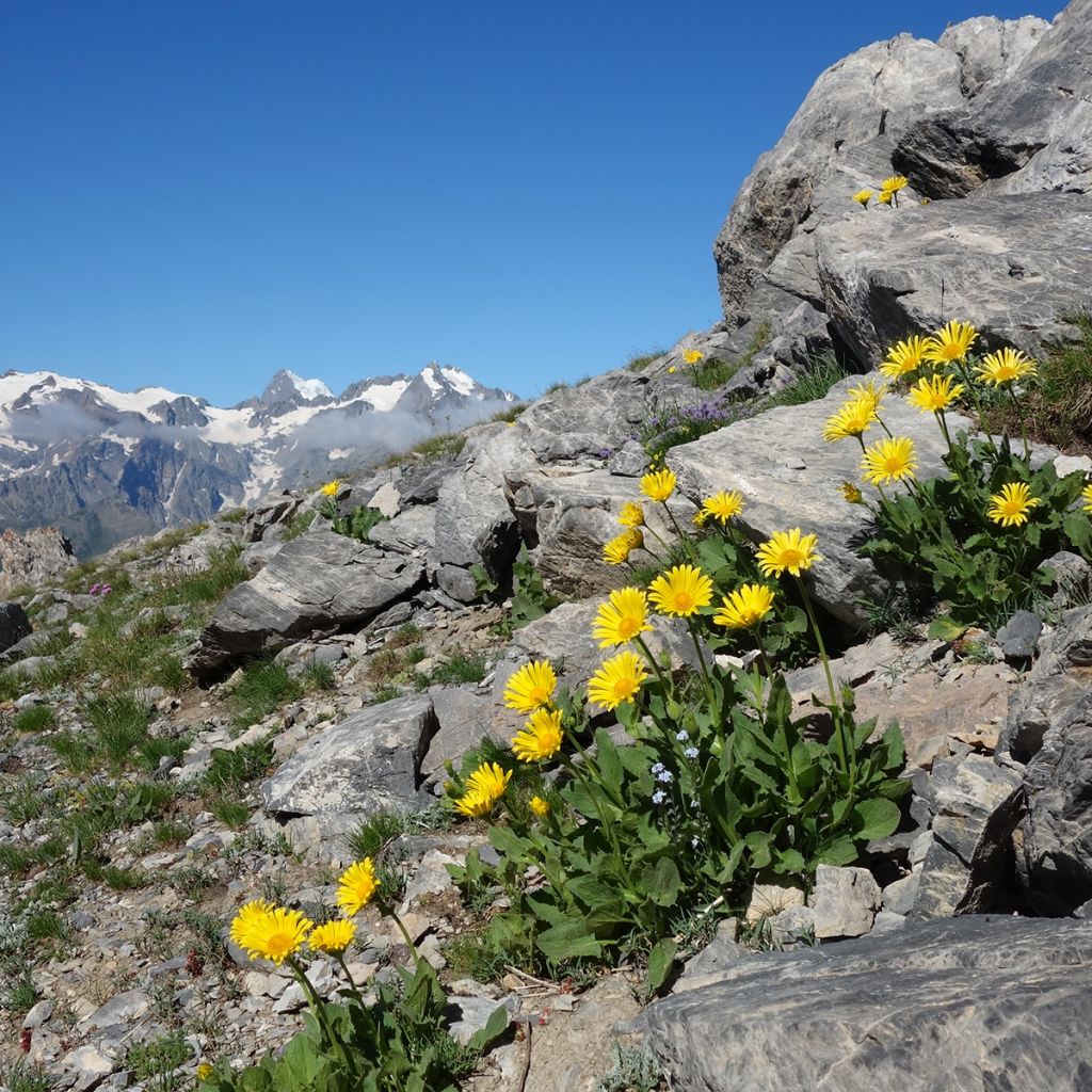 Arnica de montaña Bio