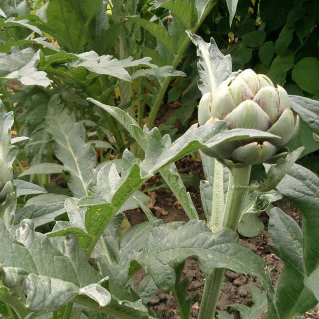 Alcachofa Artichaut Gros vert de Laon