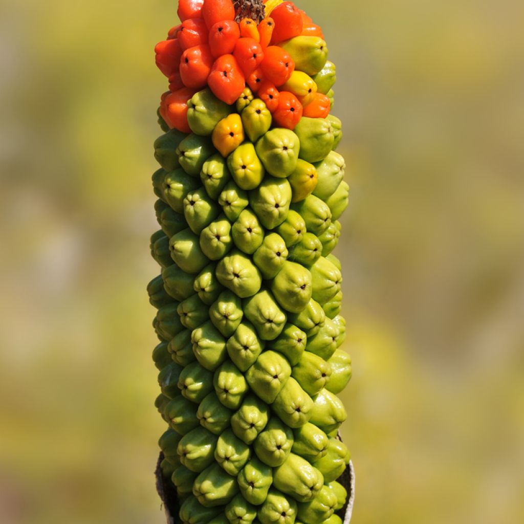 Arum dioscoridis - Aro