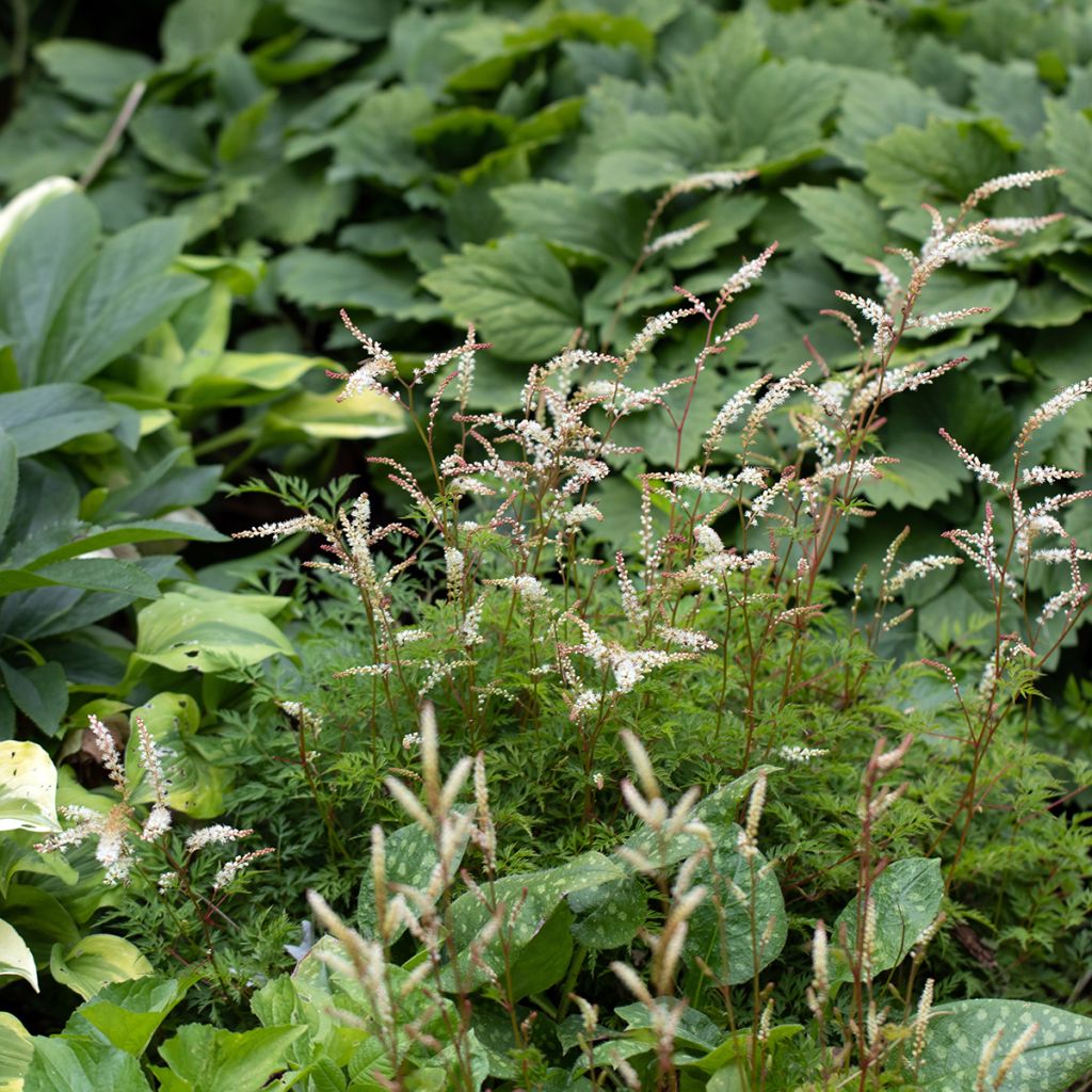 Aruncus aethusifolius - Barbas de cabra