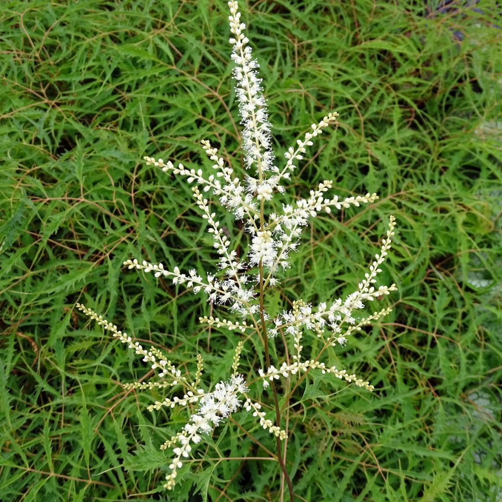 Aruncus dioïcus Kneiffii