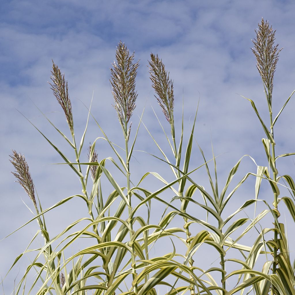 Arundo donax Aureovariegata - Caña comun