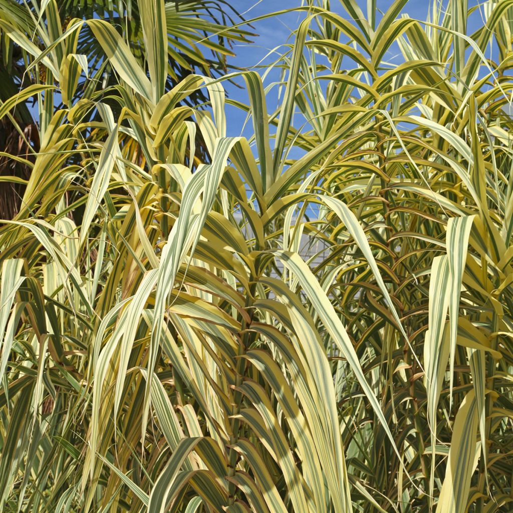 Arundo donax Aureovariegata - Caña comun