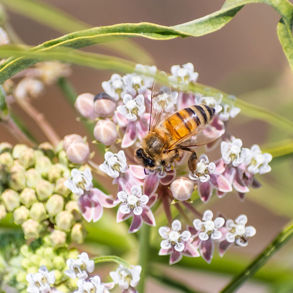 Asclepias fascicularis - Algodoncillo