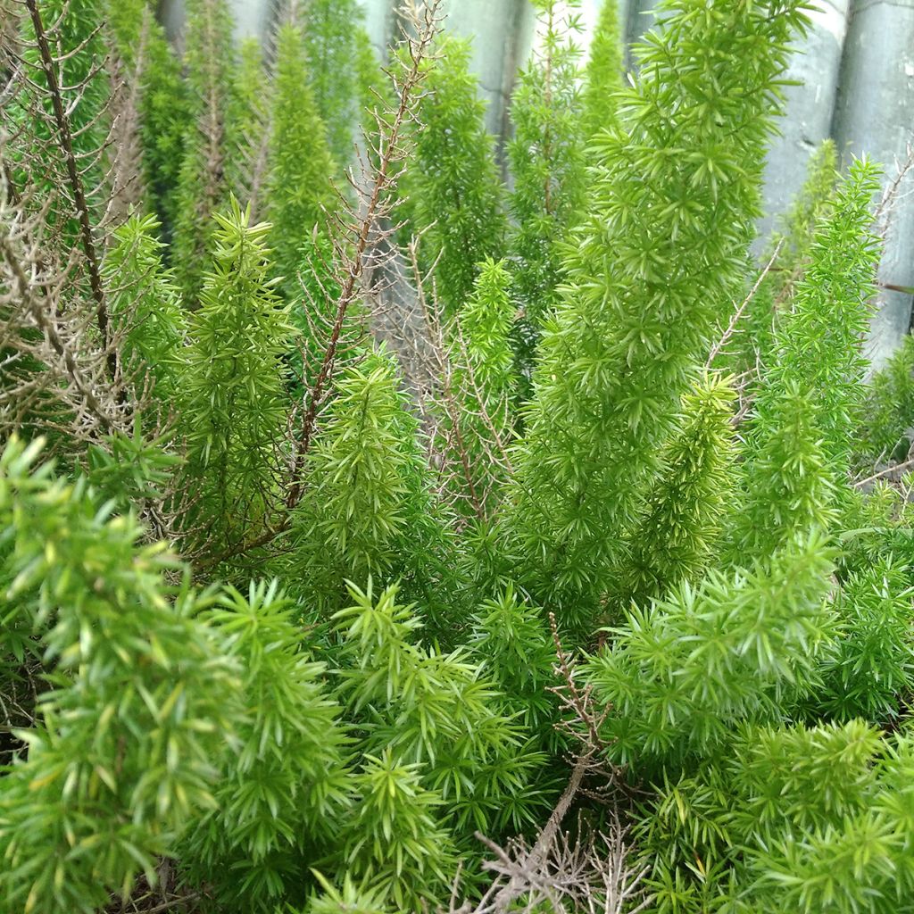 Asparagus densiflorus var. meyeri - Espárrago de jardín