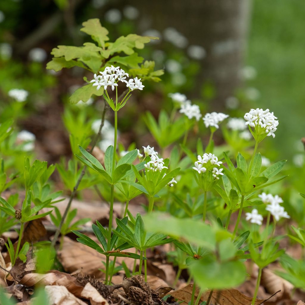 Aspérula olorosa - Galium odoratum