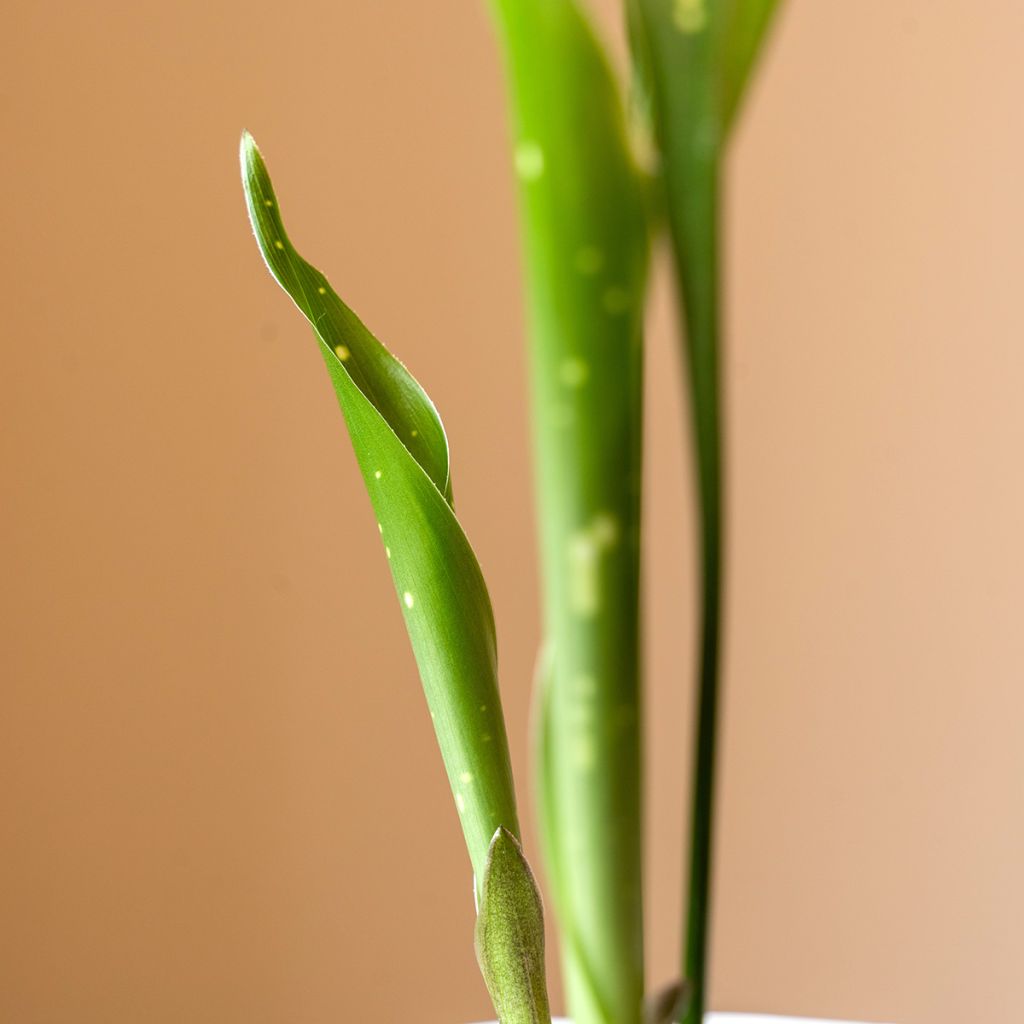 Aspidistra Milky way