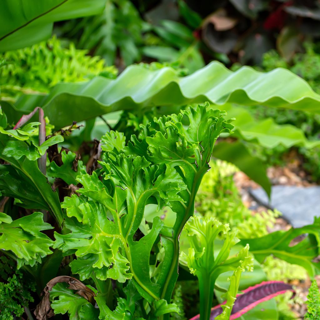 Helecho nido de ave  Leslie - Asplenium antiquum