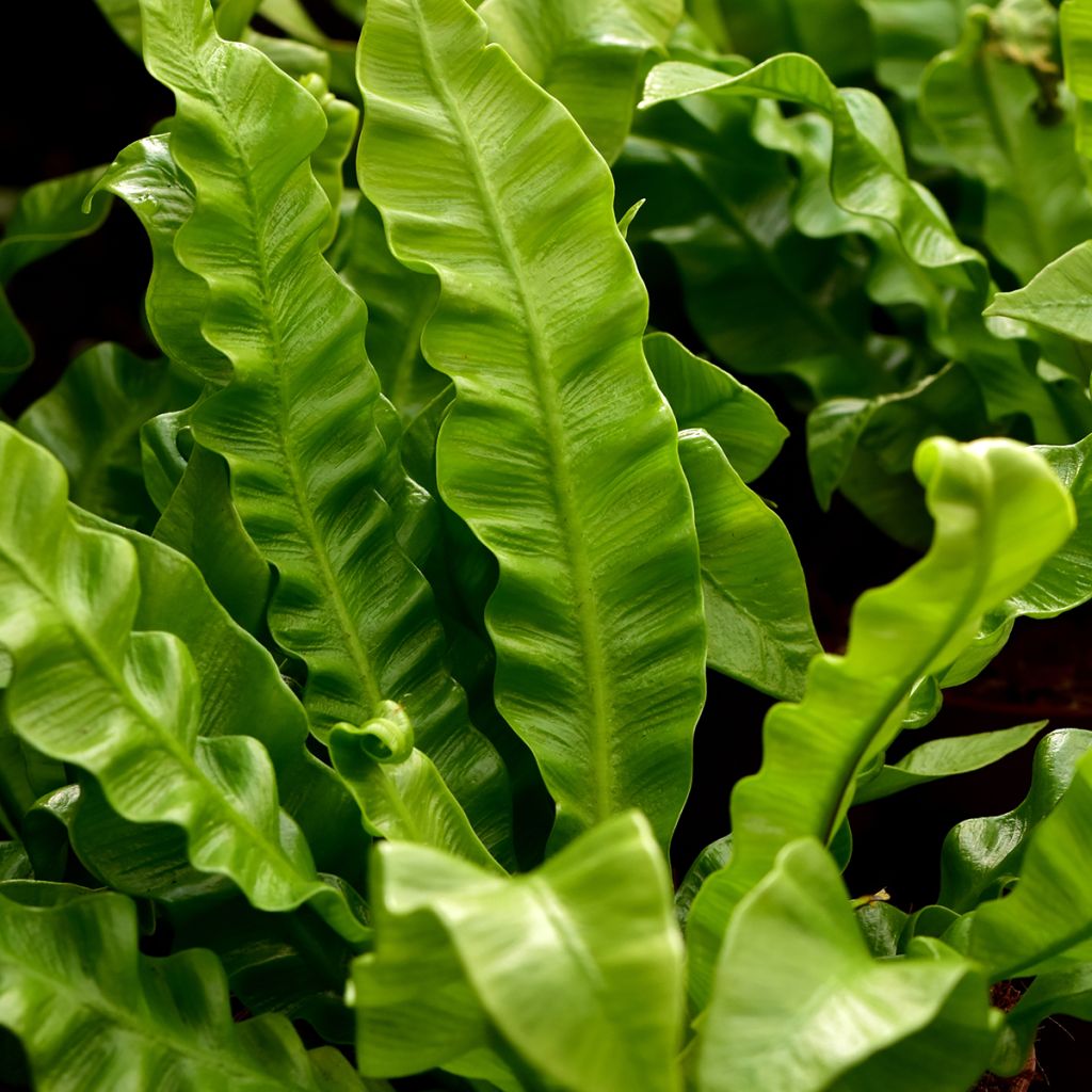 Helecho nido de ave Crispy Wave - Asplenium antiquum