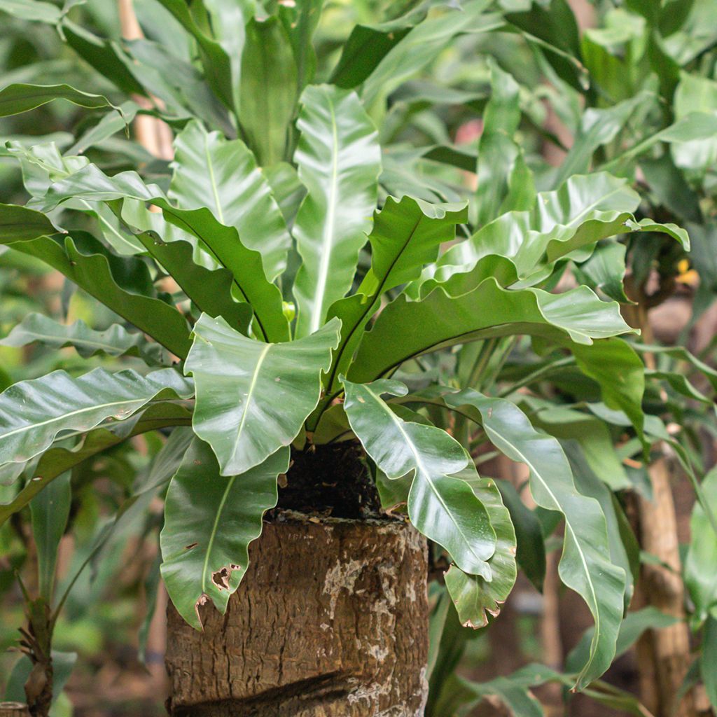 Helecho nido de ave - Asplenium antiquum