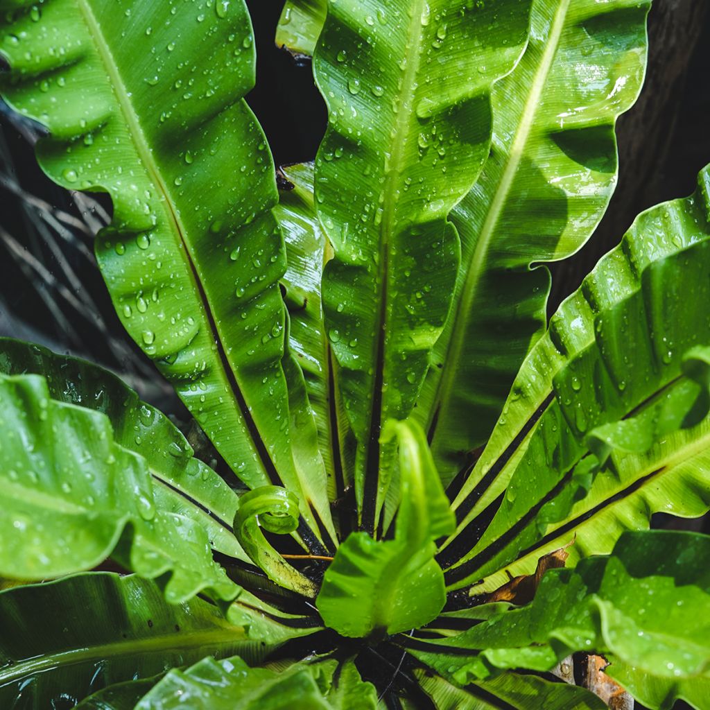 Helecho nido de ave - Asplenium antiquum