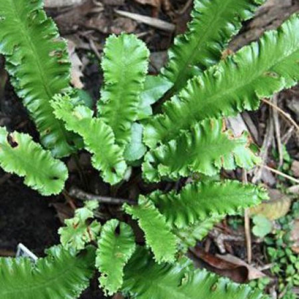 Phyllitis scolopendrium Angustifolia - Escolopendra
