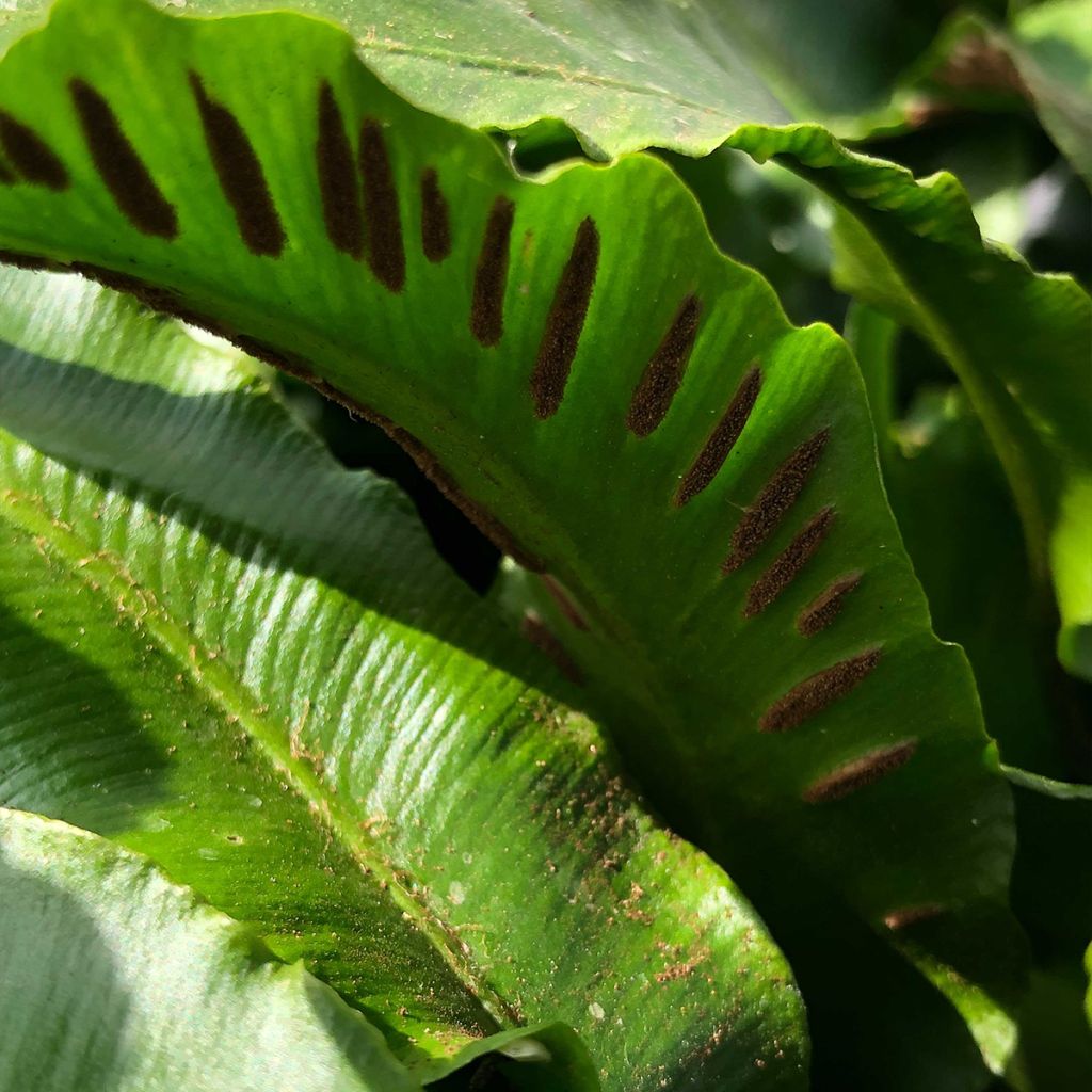 Phyllitis scolopendrium Angustifolia - Escolopendra