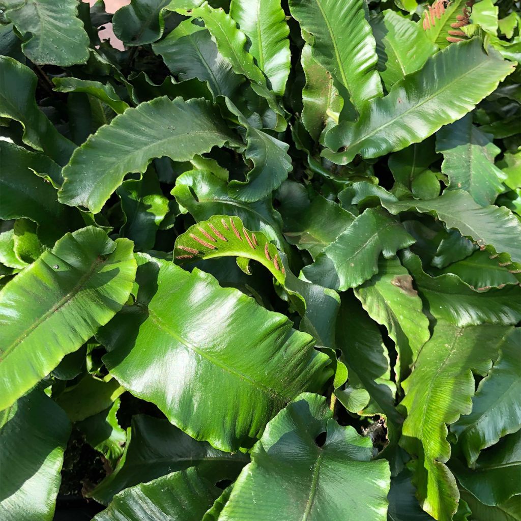 Phyllitis scolopendrium Angustifolia - Escolopendra