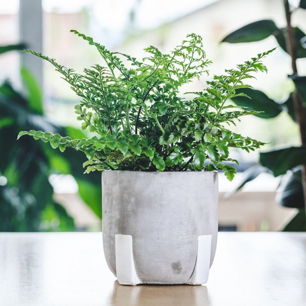 Asplenium Parvati - Helecho