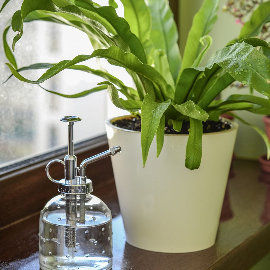 Helecho nido de ave - Asplenium antiquum