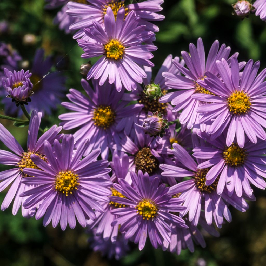 Aster amellus Rudolf Goethe