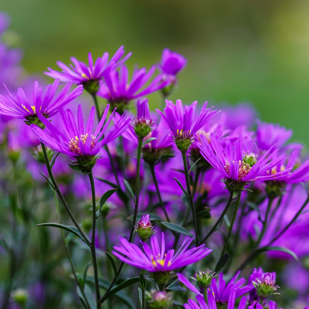 Aster amellus Rudolf Goethe