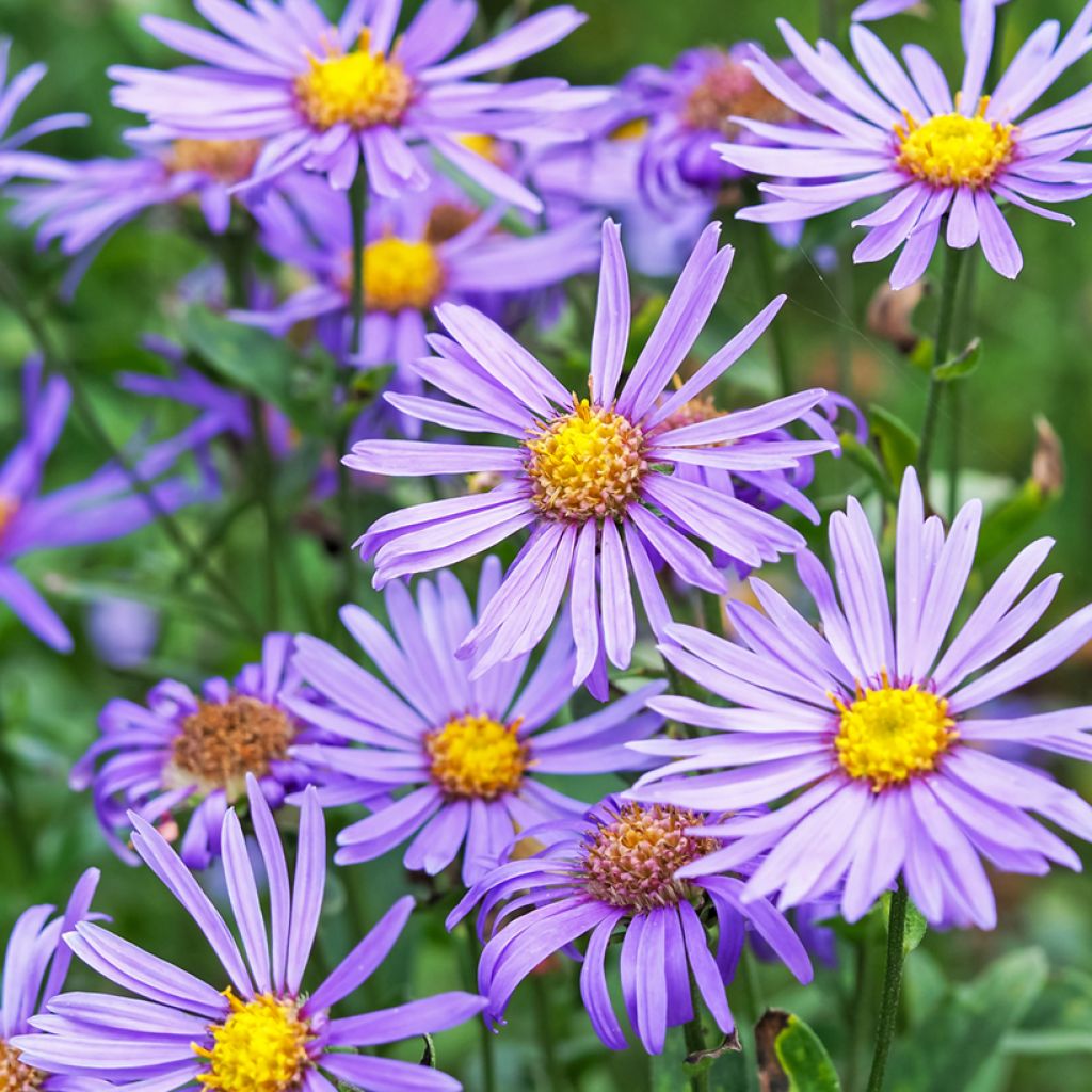 Aster amellus Rudolf Goethe