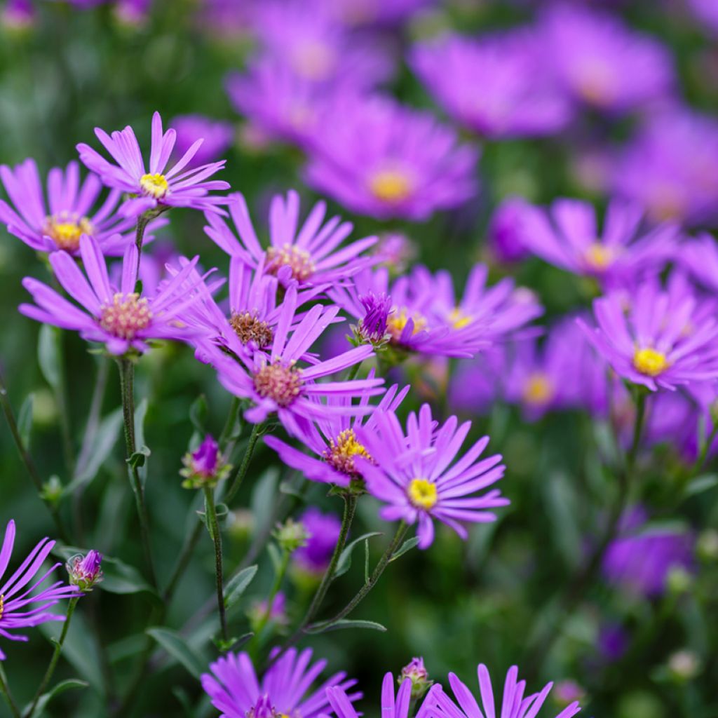 Aster amellus Rudolf Goethe
