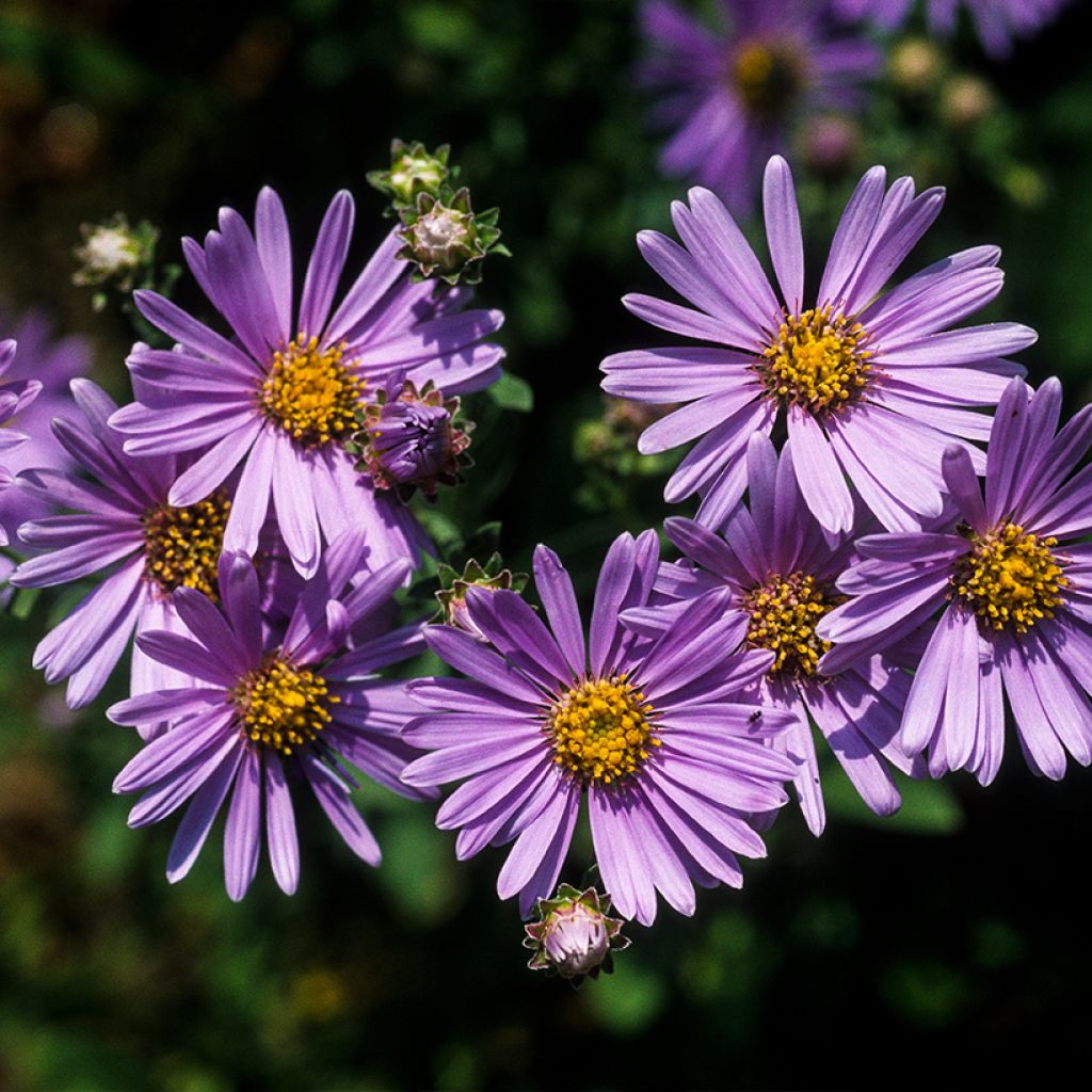 Aster amellus Rudolf Goethe