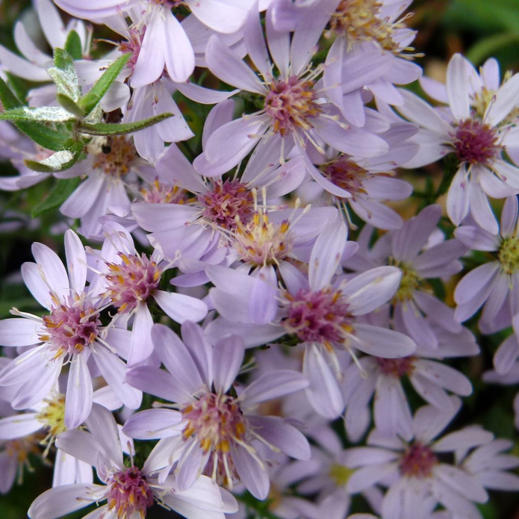 Aster cordifolius Blutenregen