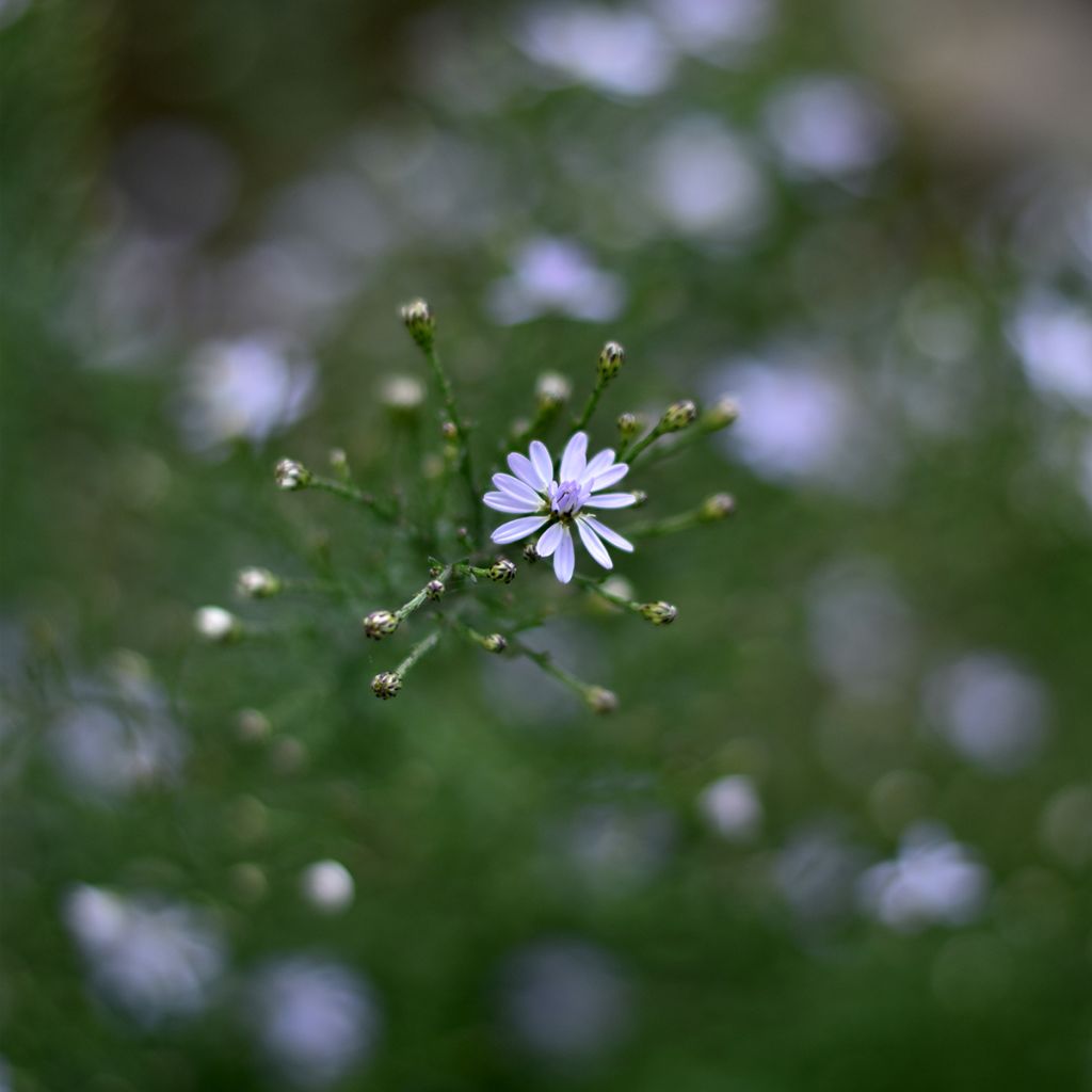 Aster cordifolius Blutenregen