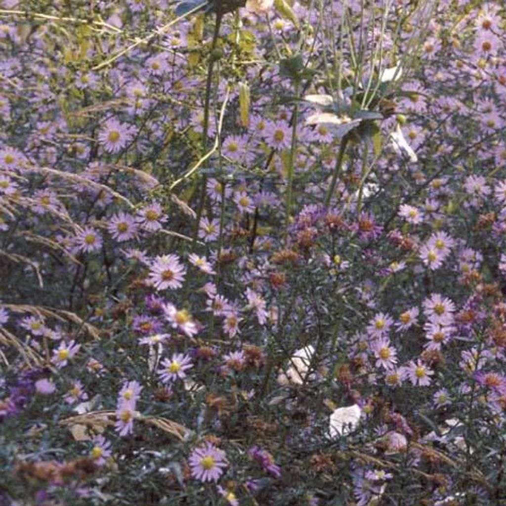 Aster laevis - Aster lisse