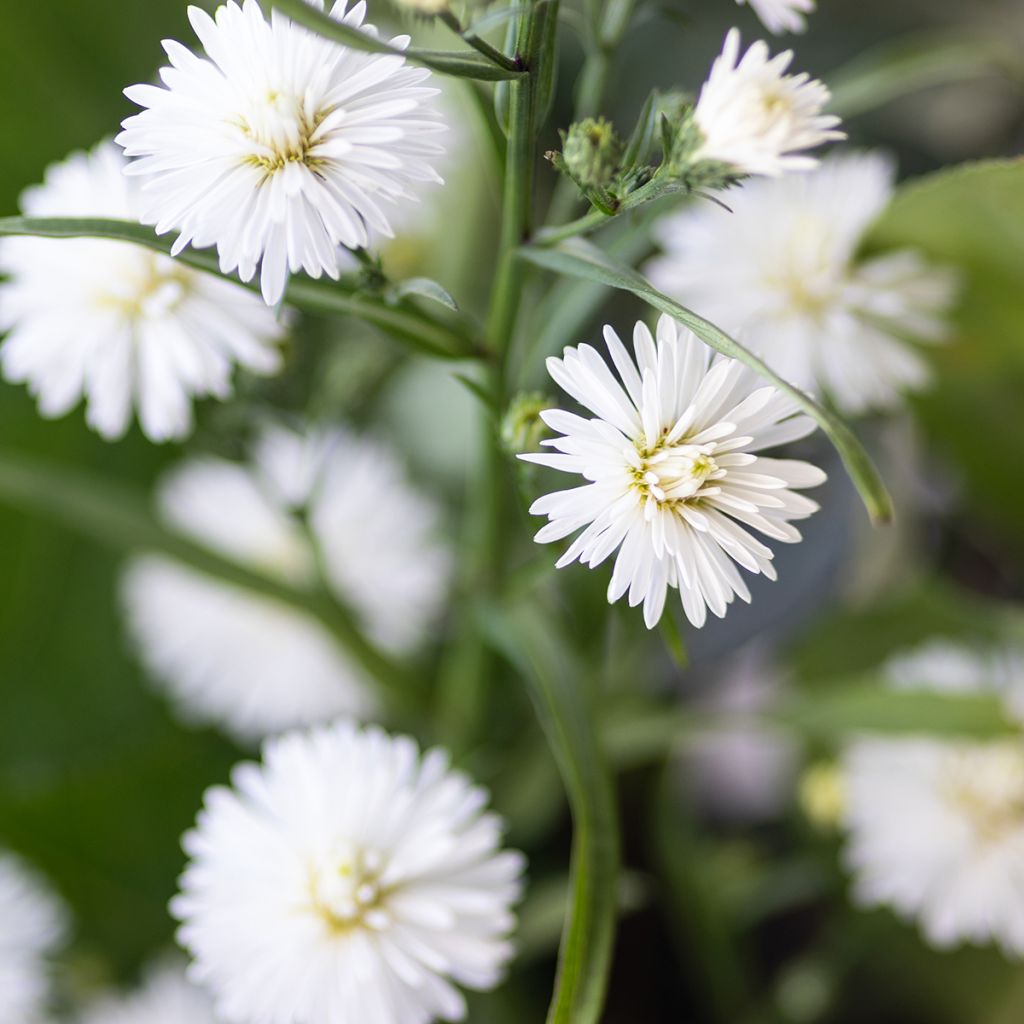 Aster novi-belgii White Lady