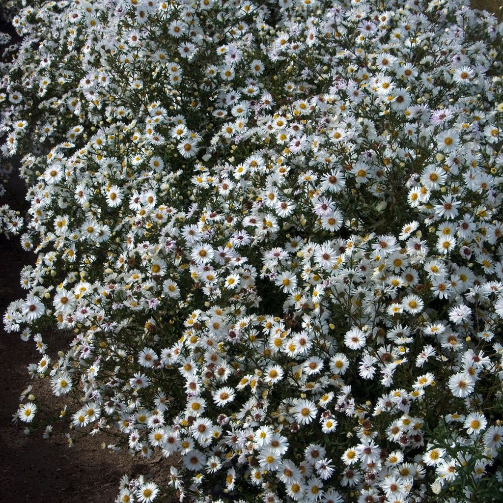 Aster novi-belgii White Lady