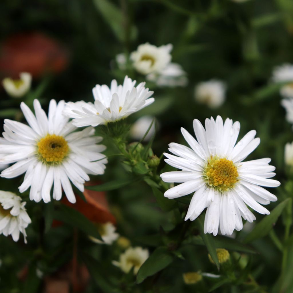 Aster novi-belgii White Lady