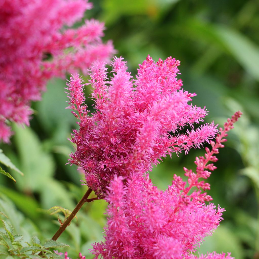 Espirea de pluma Vision in Pink- Astilbe