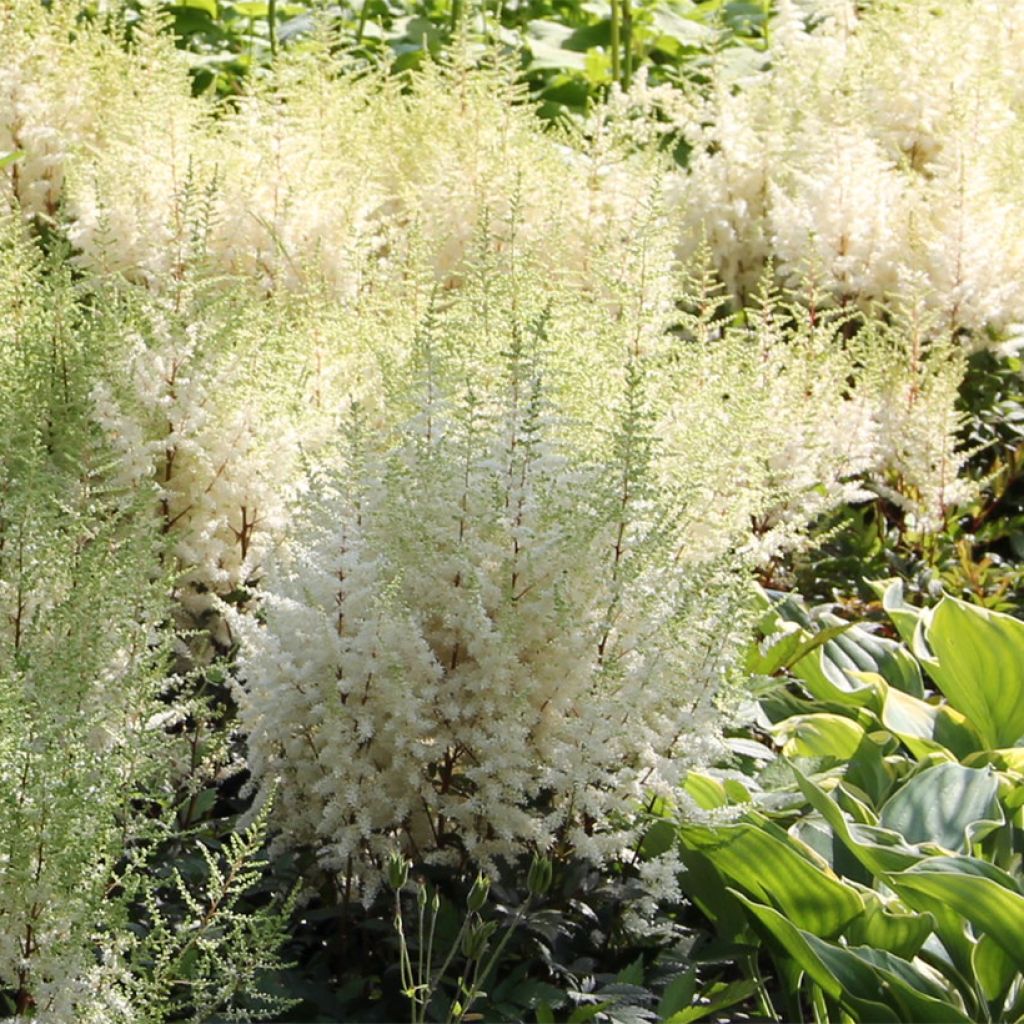 Espirea de pluma Ellie - Astilbe
