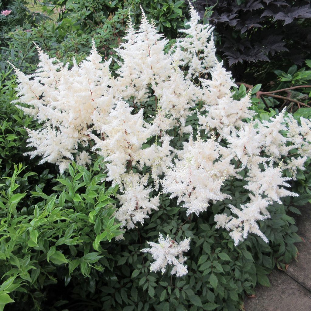 Espirea de pluma Ellie - Astilbe